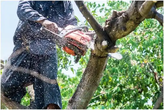 tree services Ford City